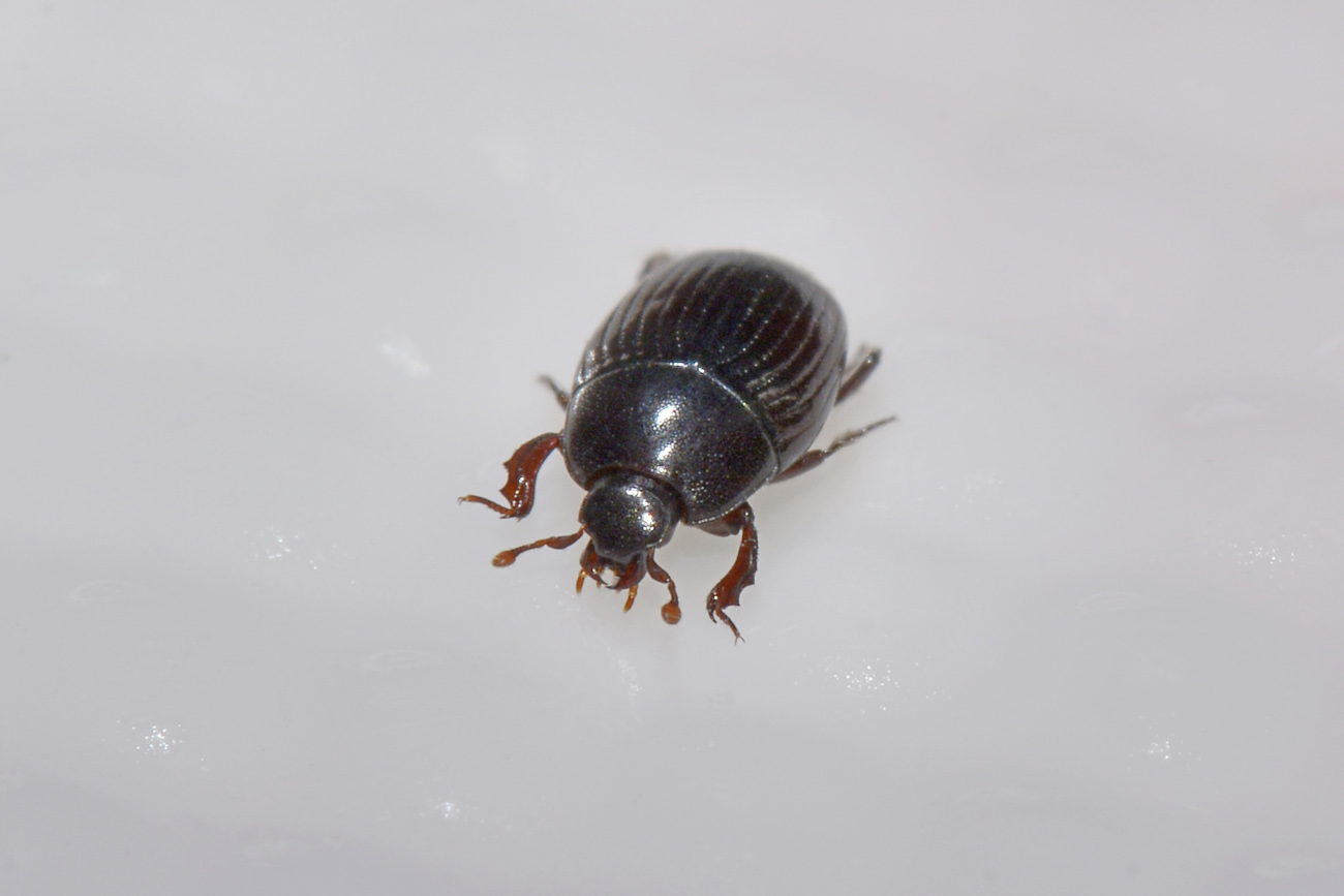 Histeridae: Carcinops sp? S. C. pumilio